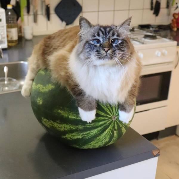Funny Animals (58 pics)