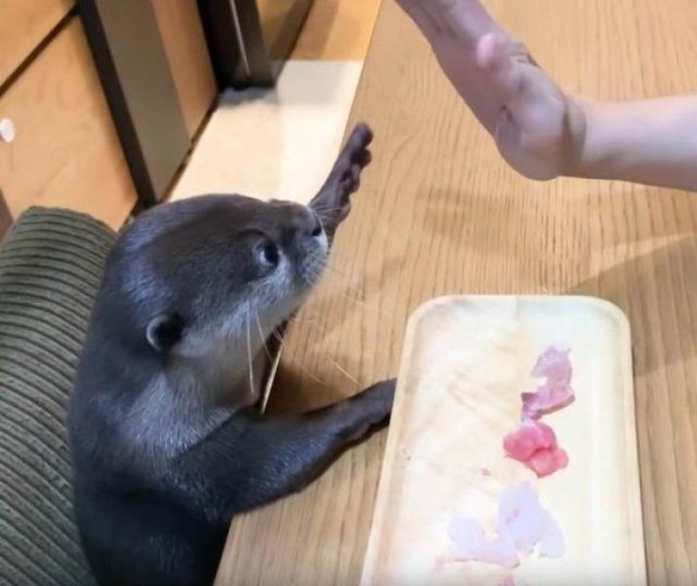 Funny Animals (58 pics)