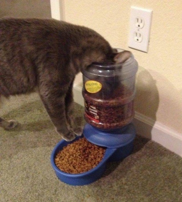 Funny Animals (58 pics)