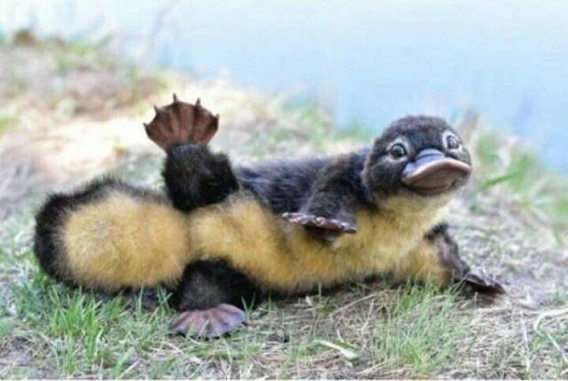 Funny Animals (58 pics)