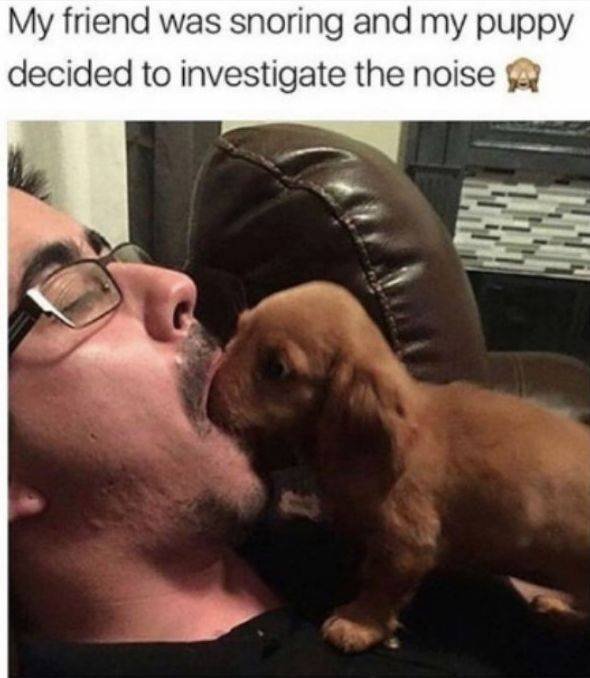 Funny Animals (58 pics)