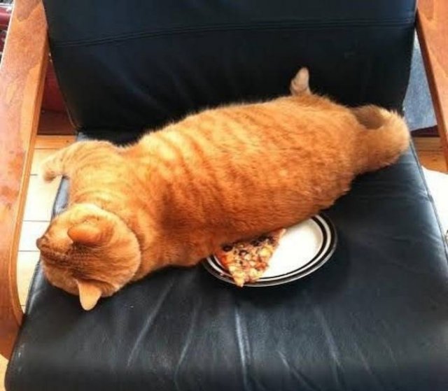 Funny Animals (58 pics)