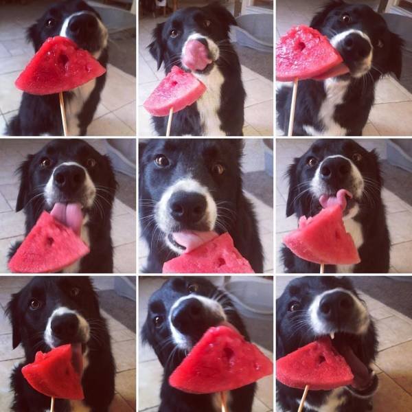 Funny Animals (58 pics)