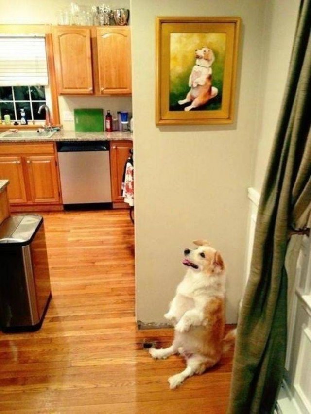 Funny Animals (58 pics)