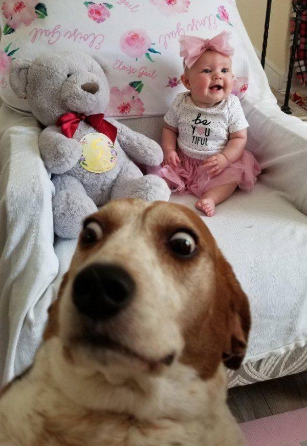 Funny Animals (58 pics)