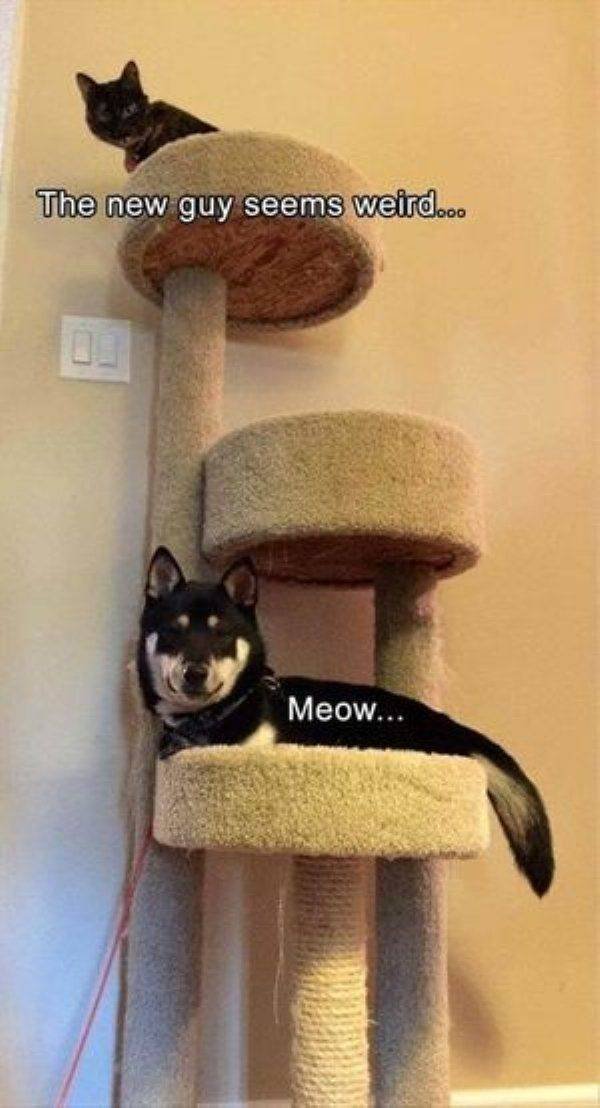 Funny Animals (58 pics)