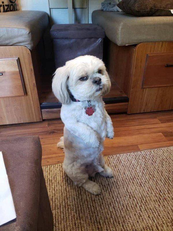 Funny Animals (58 pics)