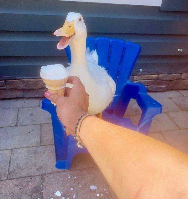 Funny Animals (58 pics)
