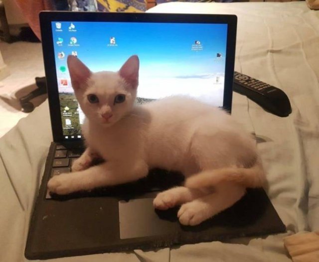 Funny Animals (58 pics)