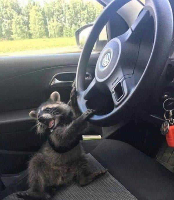 Funny Animals (58 pics)