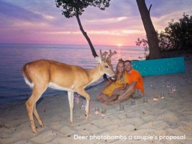 Funny Animals (58 pics)