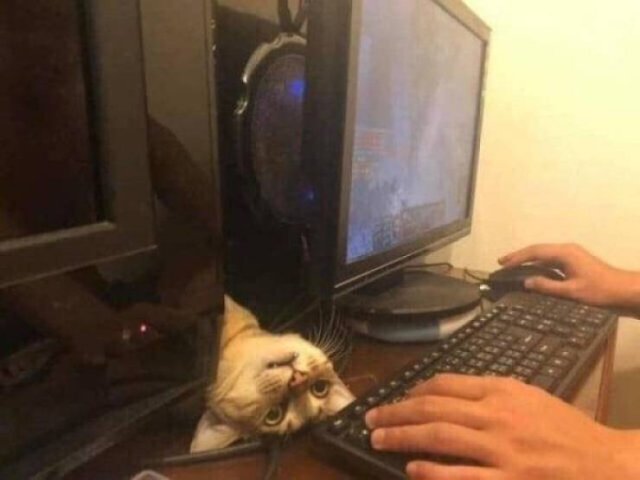 Funny Animals (58 pics)