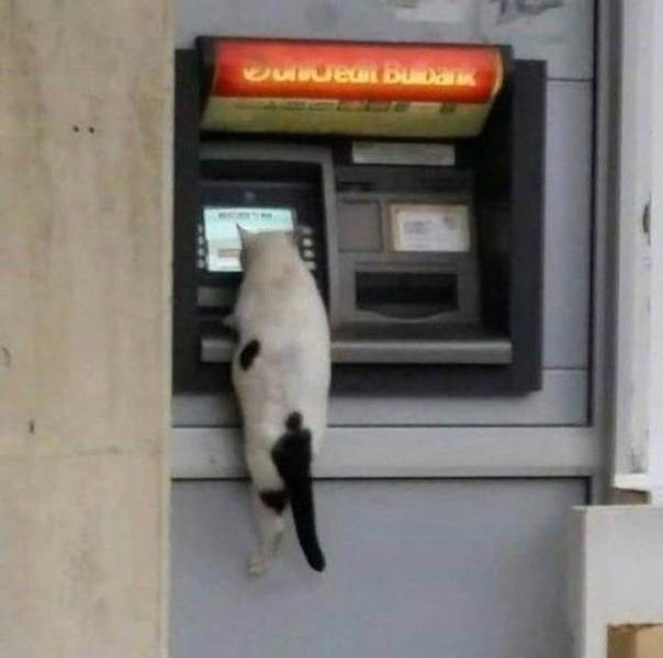 Funny Animals (58 pics)
