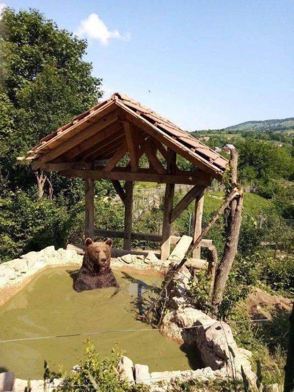 Funny Animals (58 pics)