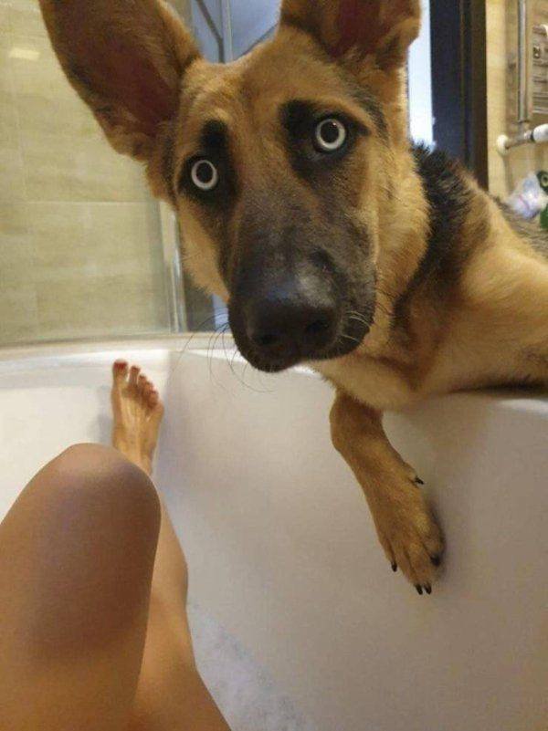 Funny Animals (58 pics)