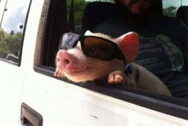 Funny Animals (58 pics)