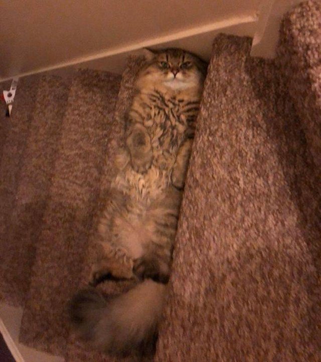 Funny Animals (58 pics)