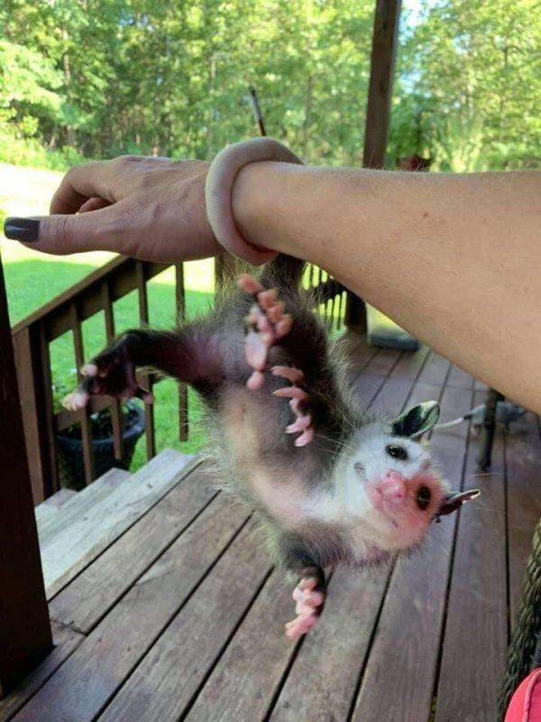 Funny Animals (58 pics)