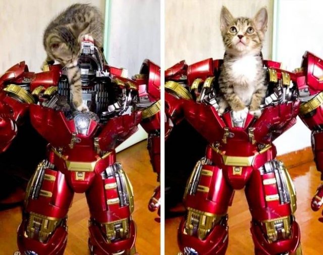 Funny Animals (58 pics)