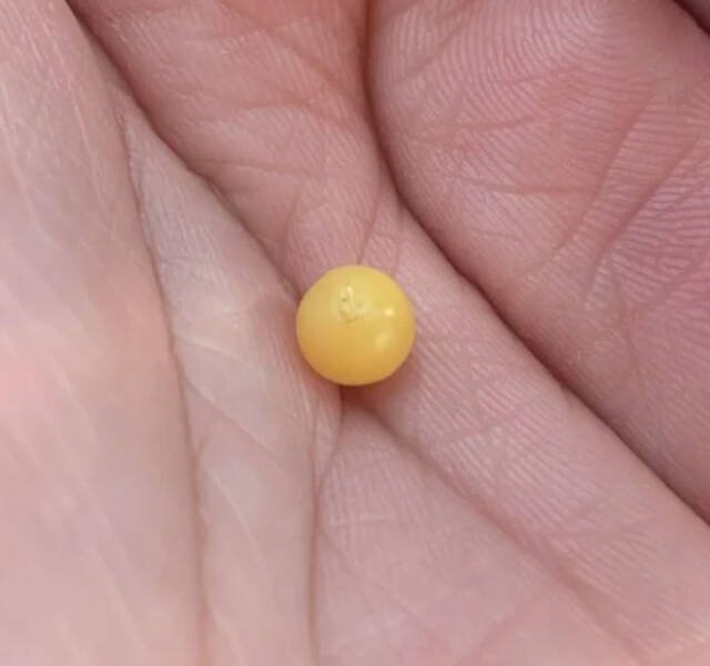 Interesting Finds (36 pics)