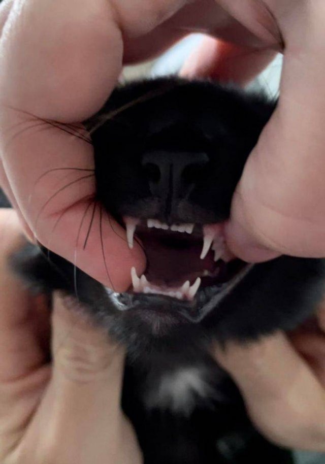 Unusual Finds (18 pics)