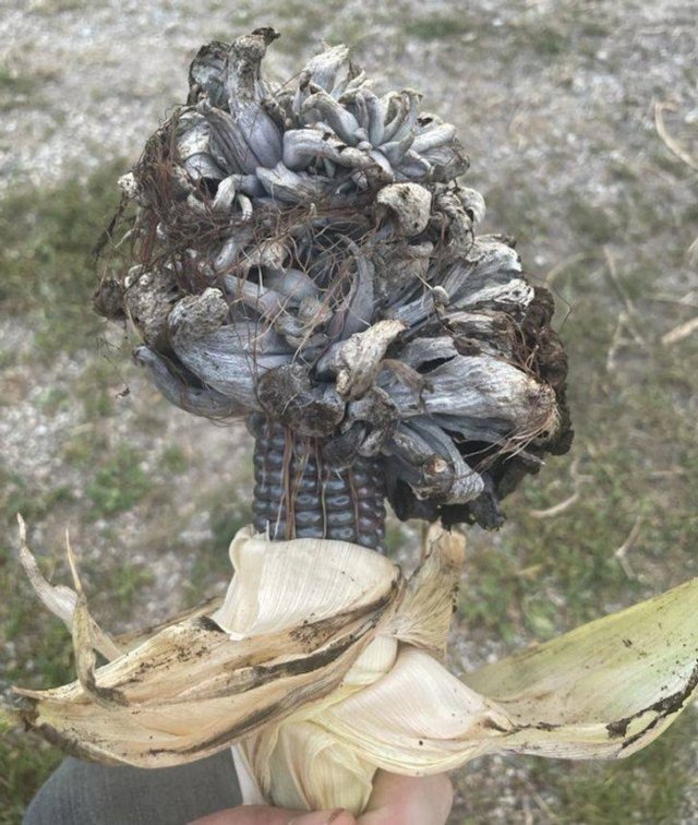 Unusual Finds (18 pics)