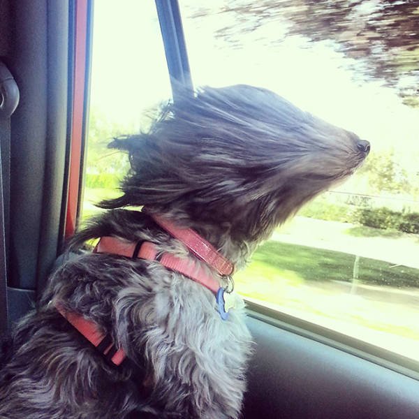 Dogs Against Wind (16 pics)