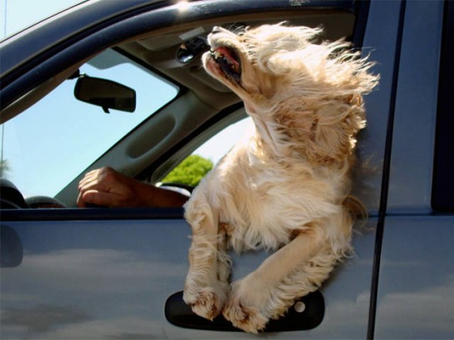 Dogs Against Wind (16 pics)