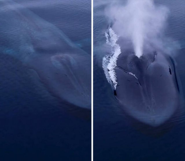 Very Big Things (44 pics)