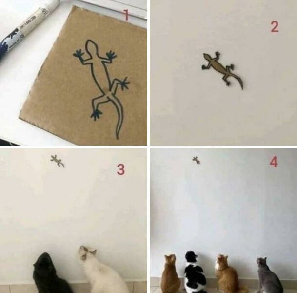 Cat Traps (47 pics)