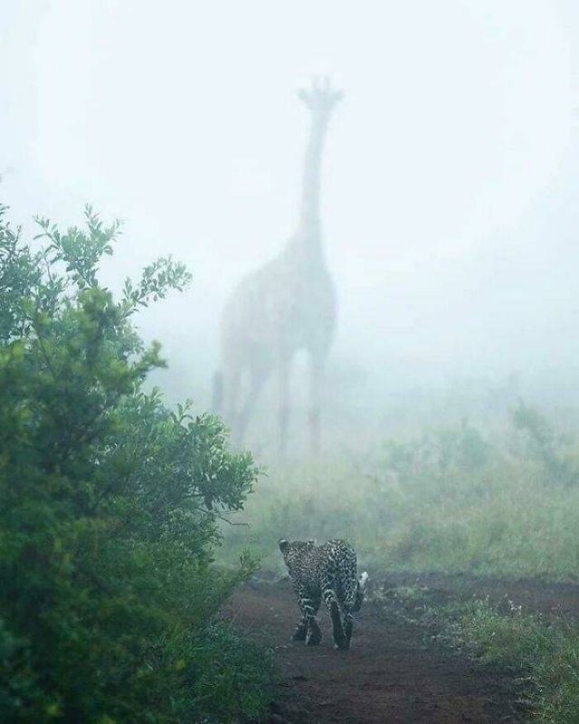 Very Big Things (40 pics)