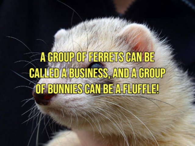 Random Facts (15 pics)