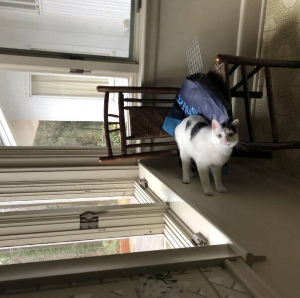 Unusual Finds And Situations (32 pics)