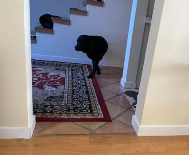 Funny Illusions (49 pics) Funny Illusions (49 pics)