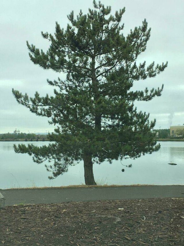 Interesting Finds And Illusions (49 pics)
