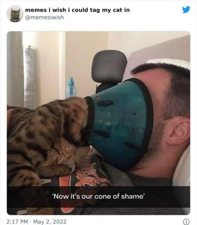 Funny Tweets About Animals (16 pics)