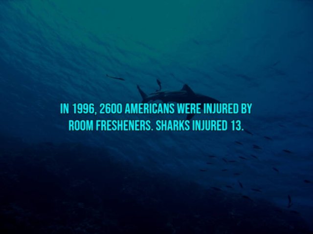 Interesting Facts About Shark Attacks (13 pics)