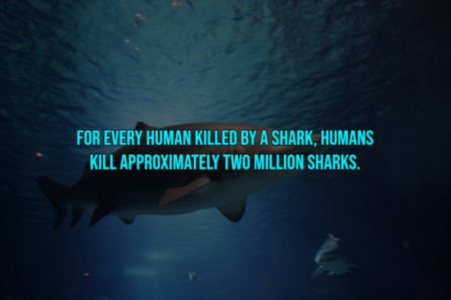 Interesting Facts About Shark Attacks (13 pics)