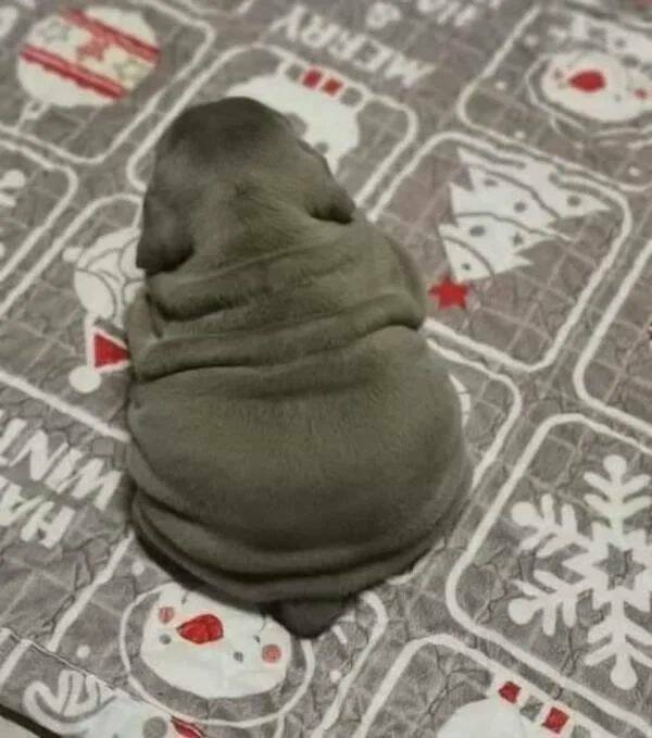 Funny Animals (38 pics)