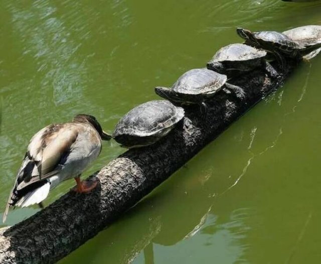 Funny Animals (38 pics)