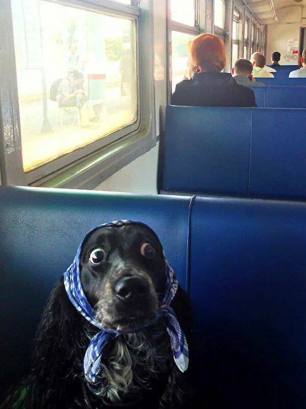 Funny Animals (38 pics)