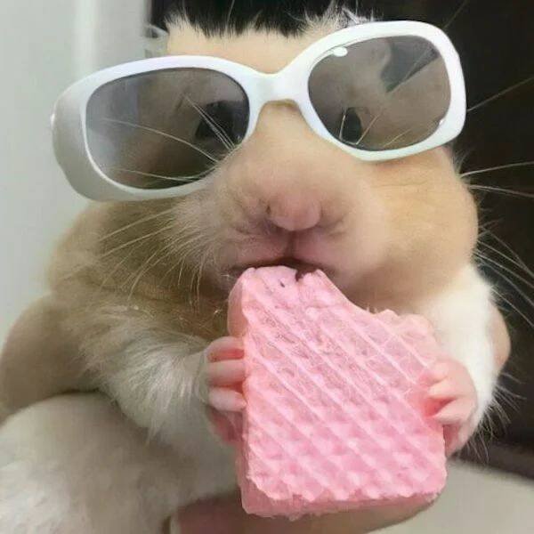 Funny Animals (38 pics)