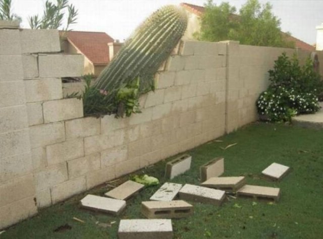 Unusual Gardens (30 pics) Unusual Gardens (30 pics)