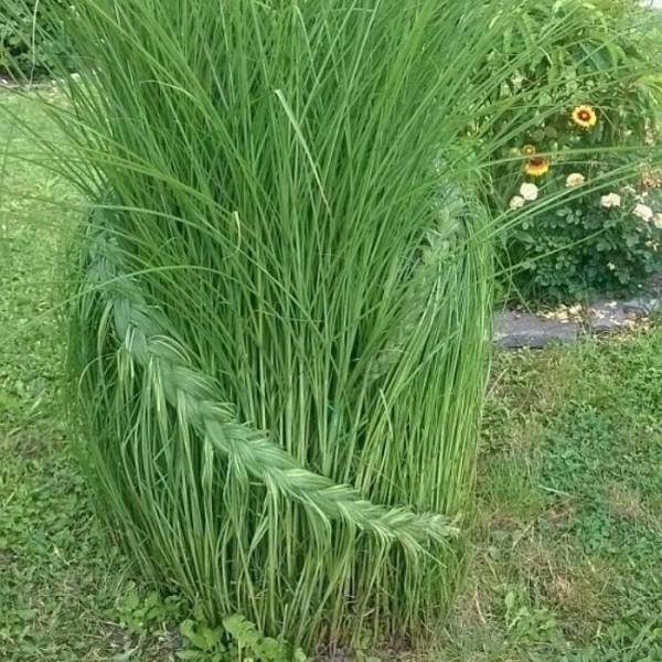 Unusual Gardens (30 pics) Unusual Gardens (30 pics)