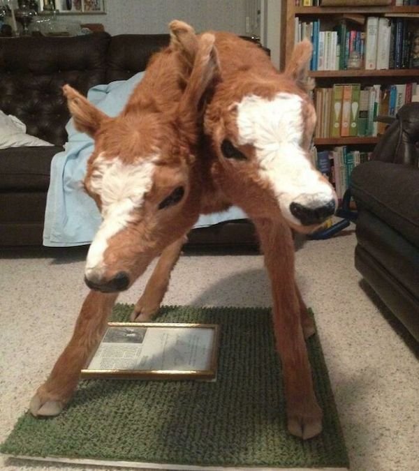 Scary Photos (26 pics)