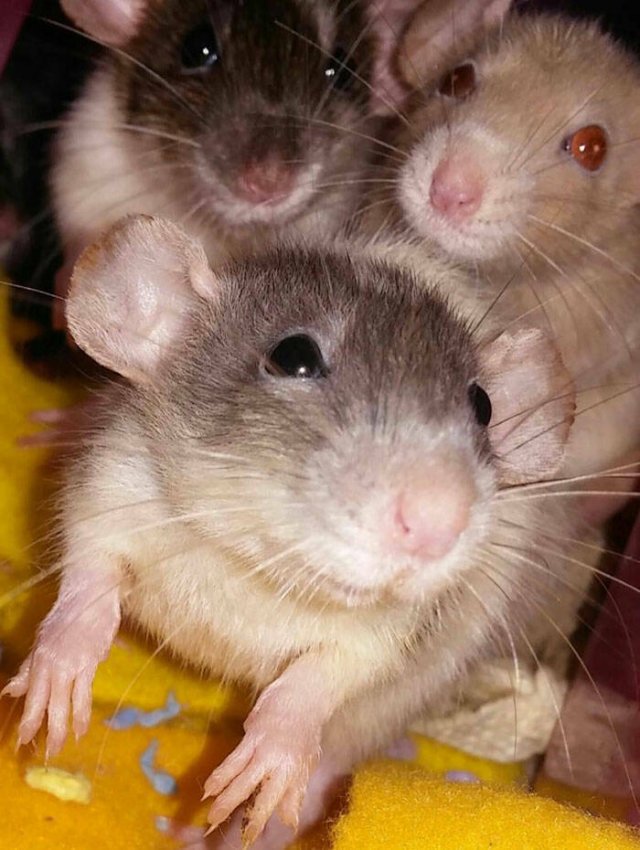 Funny Rats (40 pics)