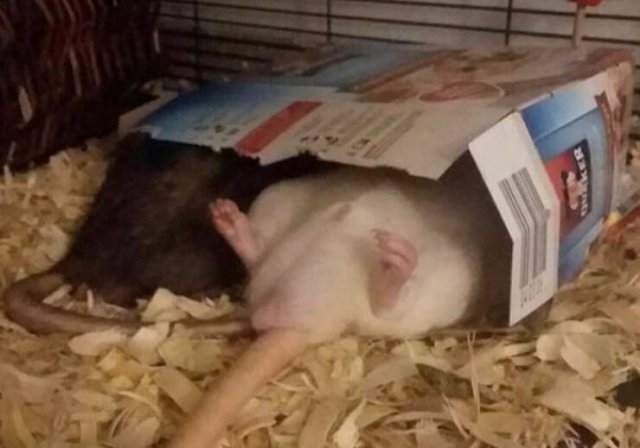 Funny Rats (40 pics)