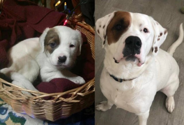 From Puppies To Dogs (34 pics)
