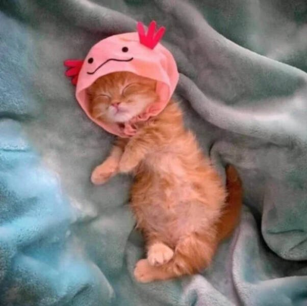 Cute And Funny Cats (48 pics)