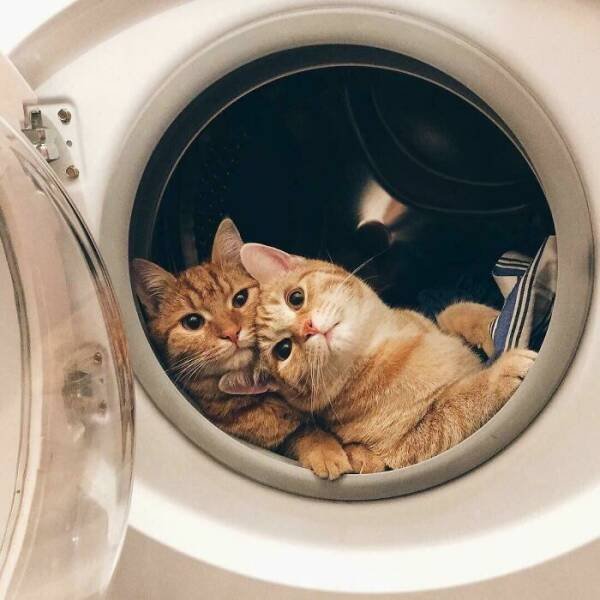 Cute And Funny Cats (48 pics)